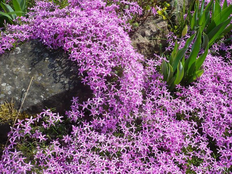 Kwiaty na skalniak w słońcu – odkryj najlepsze gatunki i praktyczne porady, które ułatwią wybór