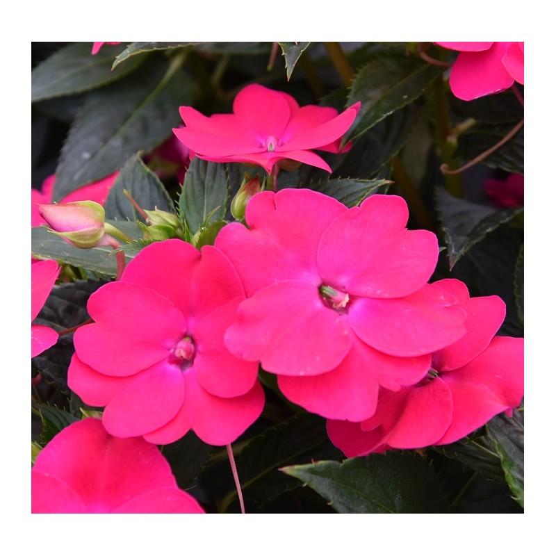 Niecierpek chwast – sprawdzone metody rozpoznawania i skutecznego zwalczania