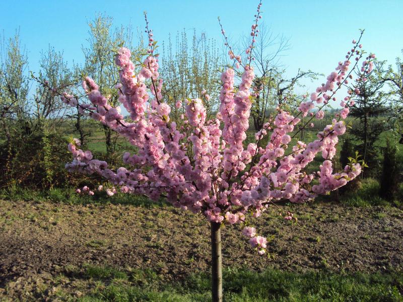 Odkryj, Jak Długo Kwitnie Migdałek i Ciesz Się Jego Pięknymi Kwiatami