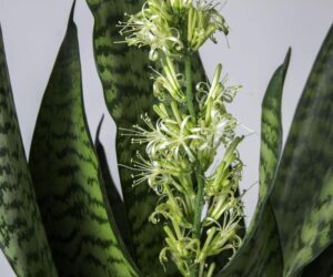 Sekrety kwitnienia wężownicy: jak sprawić, by jej kwiaty rozkwitły?