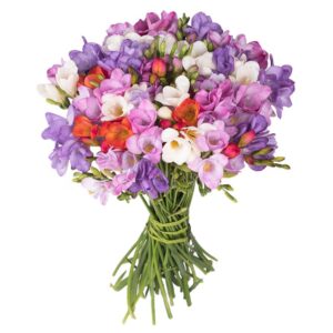 Sekrety udanej pielęgnacji frezji w doniczce – jak cieszyć się ich pięknym kwitnieniem przez cały sezon