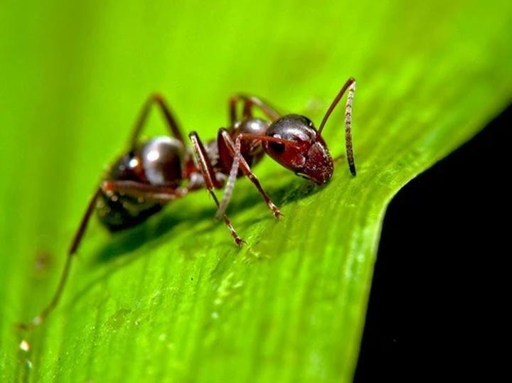 Skuteczne metody na mrówki w ogrodzie – jak pozbyć się ich domowymi sposobami bez chemii