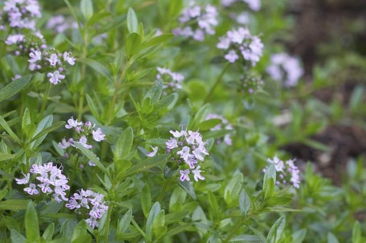 Cząber ogrodowy w kuchni