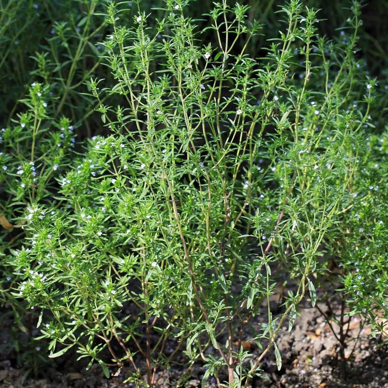 Cząber ogrodowy właściwości i zastosowania