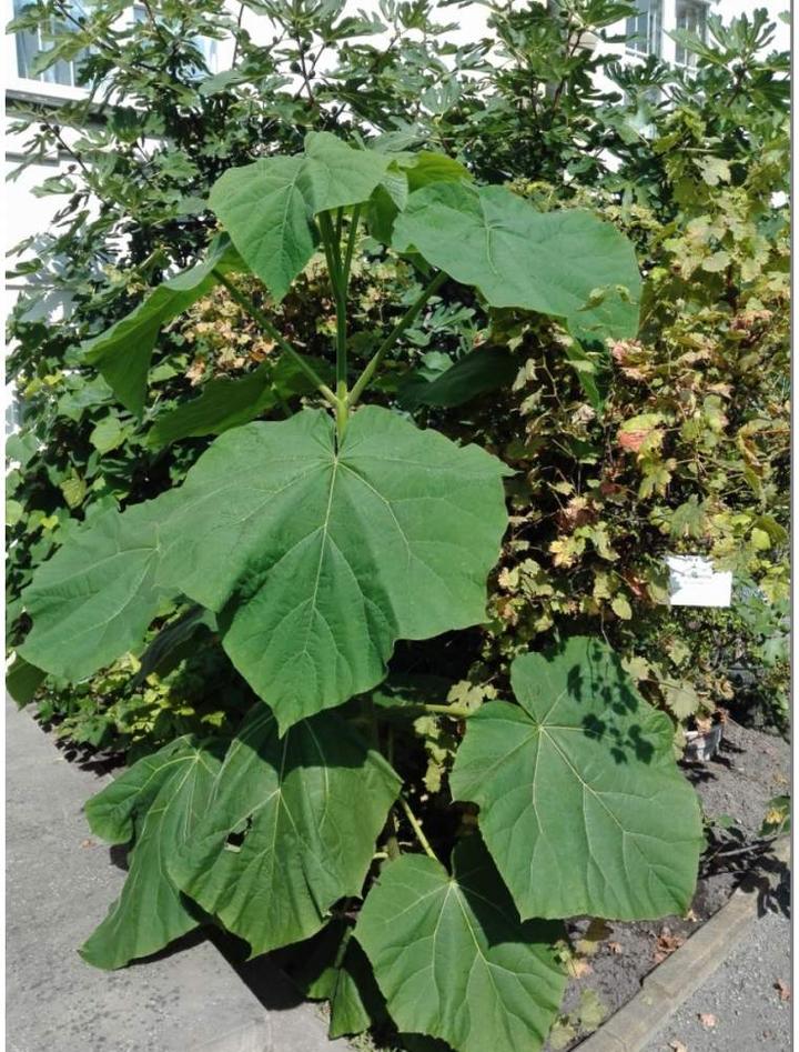 Czas kwitnienia paulowni