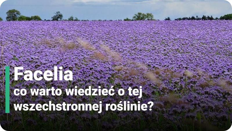 Długie kwitnienie facelii