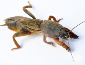 Odkryj Skuteczne Sposoby Na Turkucia Podjadka W Ogrodzie, Które Naprawdę Działają