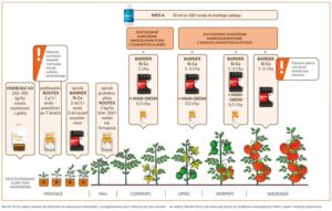 Sekrety nawożenia pomidorów w gruncie – jak uzyskać obfite plony?