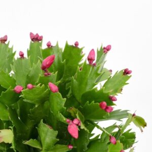 Sekrety pięknych kwiatów grudnika – jak zadbać o jego zimowe kwitnienie?