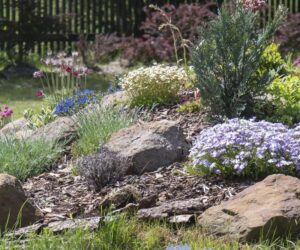 Skalniak ogrodowy, który zachwyca: jak stworzyć trwałą i piękną kompozycję?