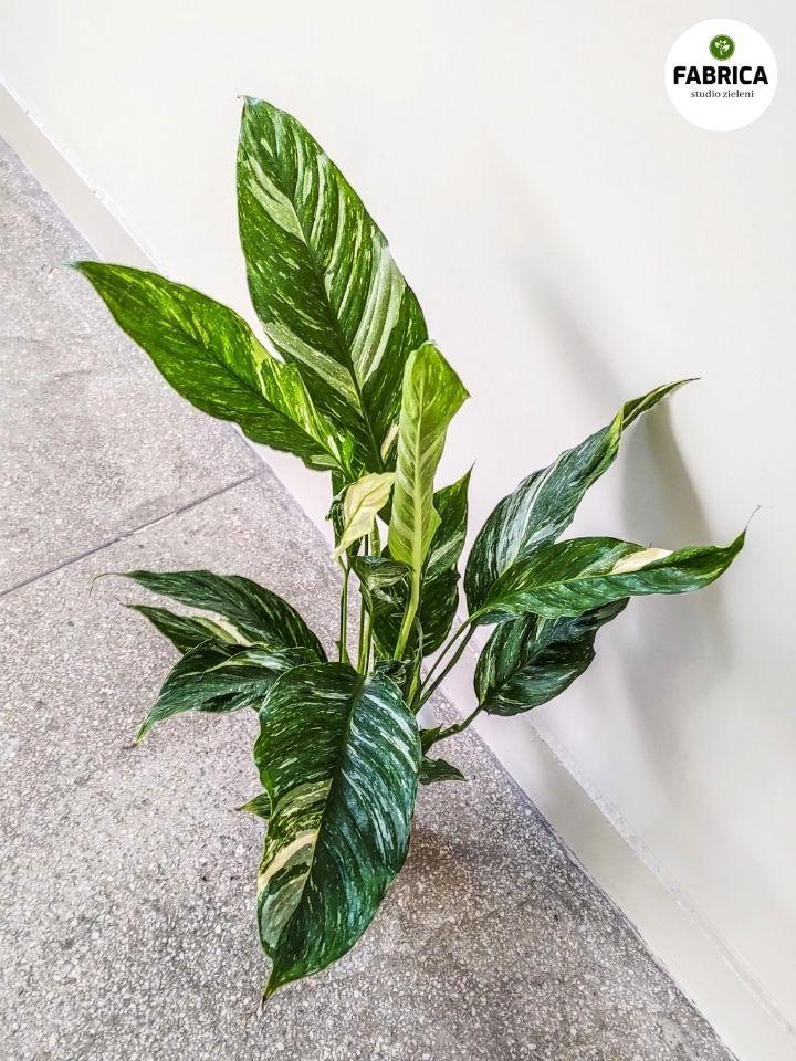 Drenaż doniczki i zdrowy wzrost