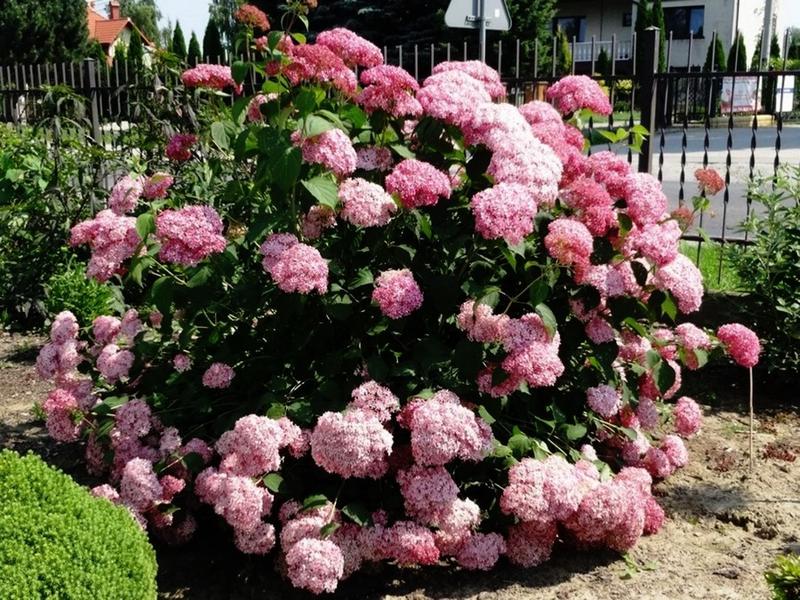 Hortensja nie kwitnie