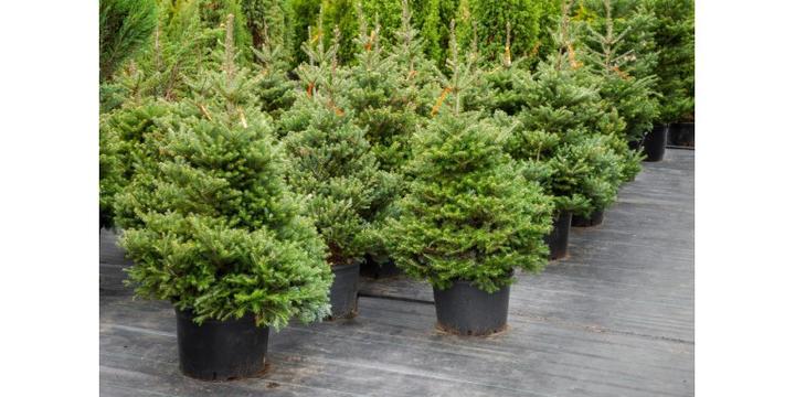 Iglaki na balkon i taras