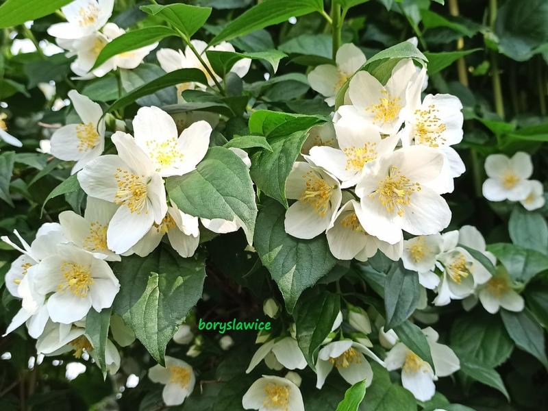 Jaśminowiec w ogrodzie