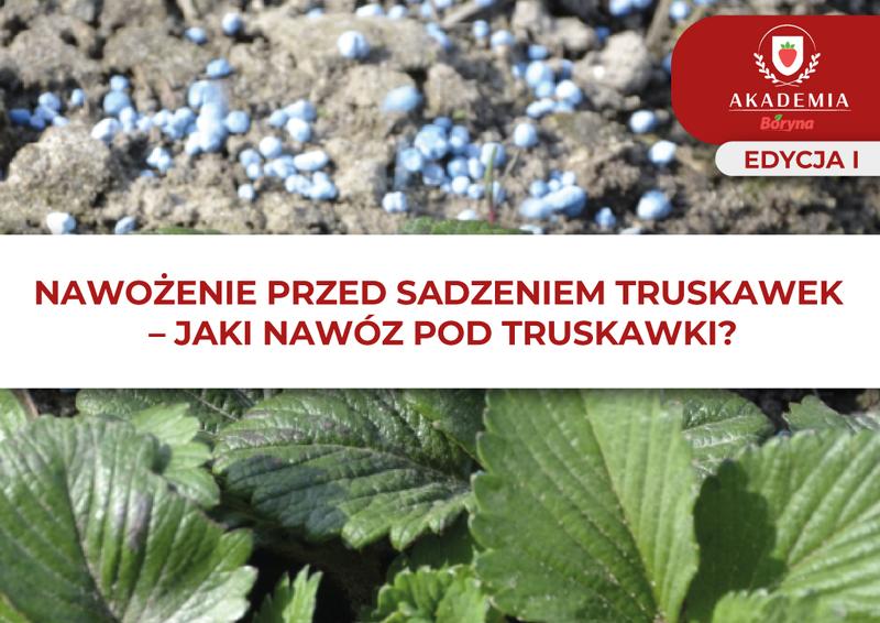 Nawożenie truskawek w doniczkach