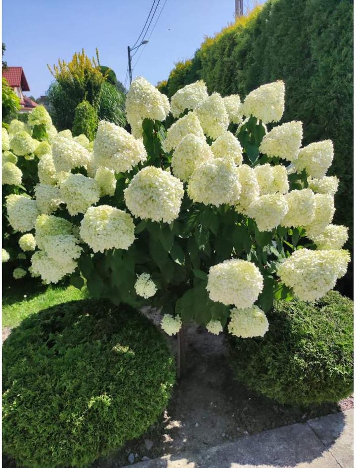 Przyczyny braku kwitnienia hortensji