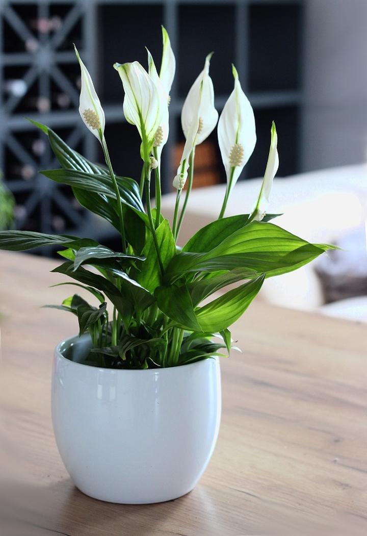 Rodzaje doniczek do skrzydłokwiatu