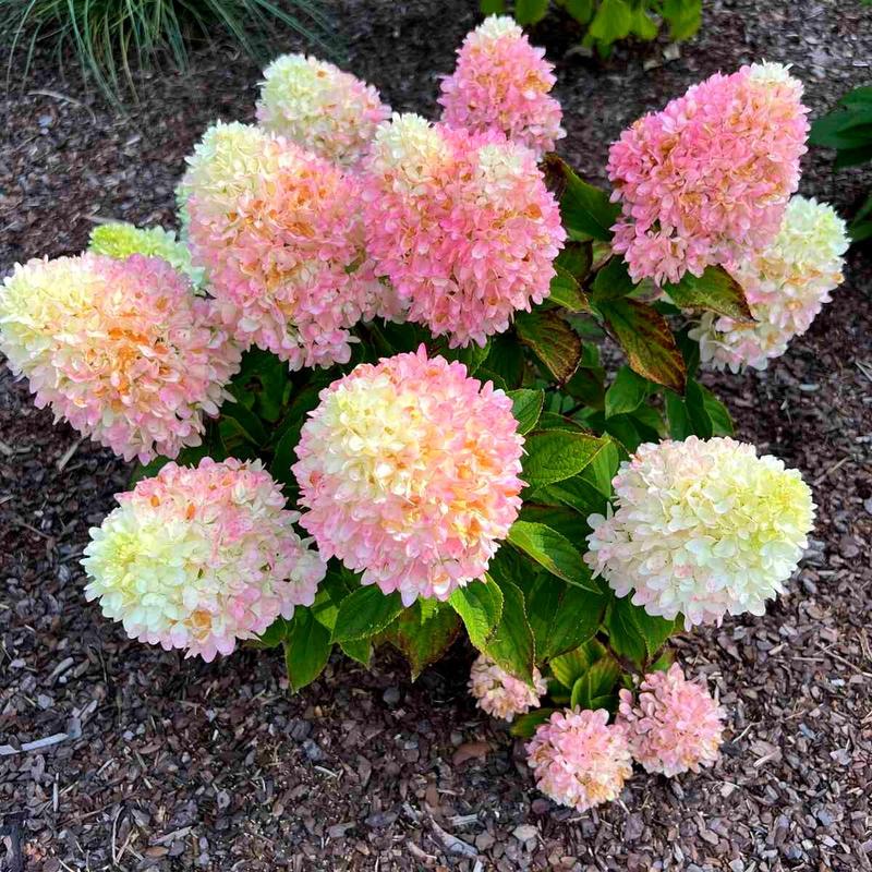 Warunki uprawy hortensji