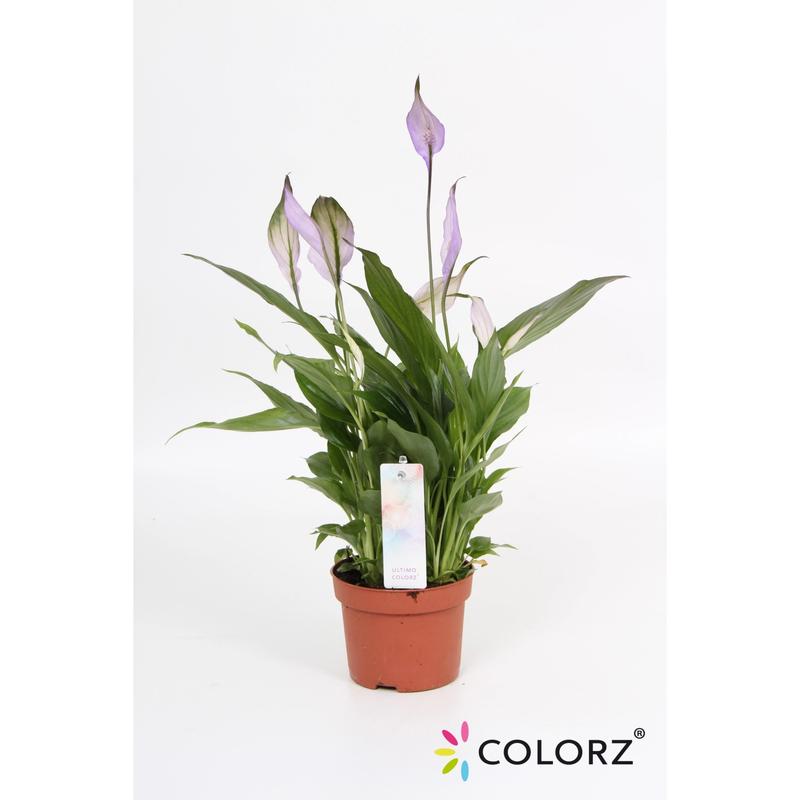 Wybór doniczki dla skrzydłokwiatu