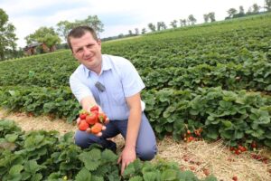 Jak skutecznie nawozić truskawki w doniczkach, aby cieszyć się obfitymi plonami?