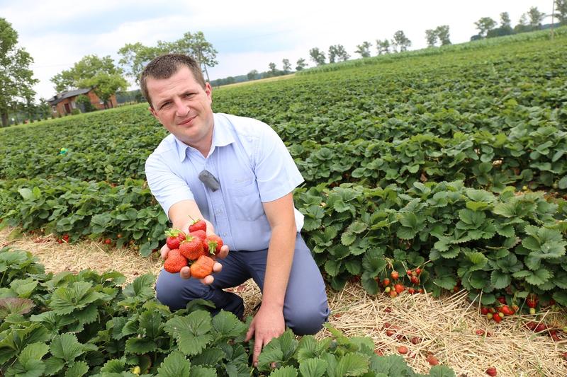 Jak skutecznie nawozić truskawki w doniczkach, aby cieszyć się obfitymi plonami?