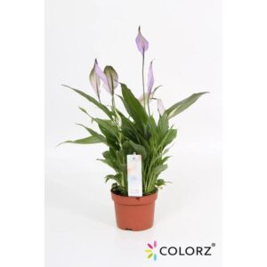 Jak wybrać idealną doniczkę dla skrzydłokwiatu i wspierać jego zdrowy wzrost?