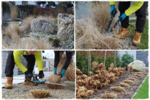 Kiedy i jak przycinać trawy ozdobne, aby uniknąć błędów i cieszyć się ich pięknem?
