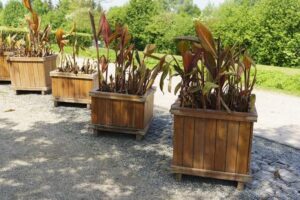 Kiedy najlepiej sadzić kanny do doniczek? Sprawdź nasze wiosenne wskazówki!