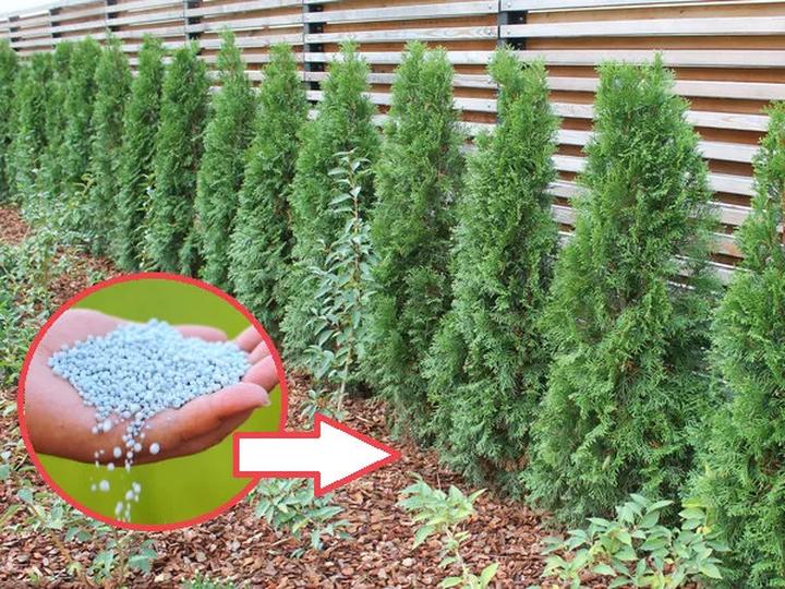 Kiedy nawozić tuje? Najważniejsze terminy dla ich zdrowego wzrostu