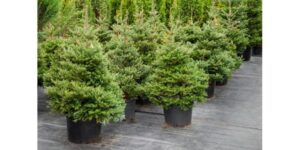 Odkryj Najlepsze Iglaki do Donicy, Które Odmienią Twój Ogród