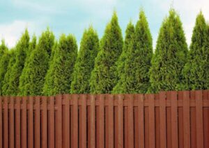 Praktyczne sposoby na zagęszczenie tuj – sprawdź, jak cieszyć się bujnymi krzewami