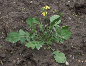 Skuteczne metody na walkę ze świrzepą chwast: jak chronić uprawy przed stratami