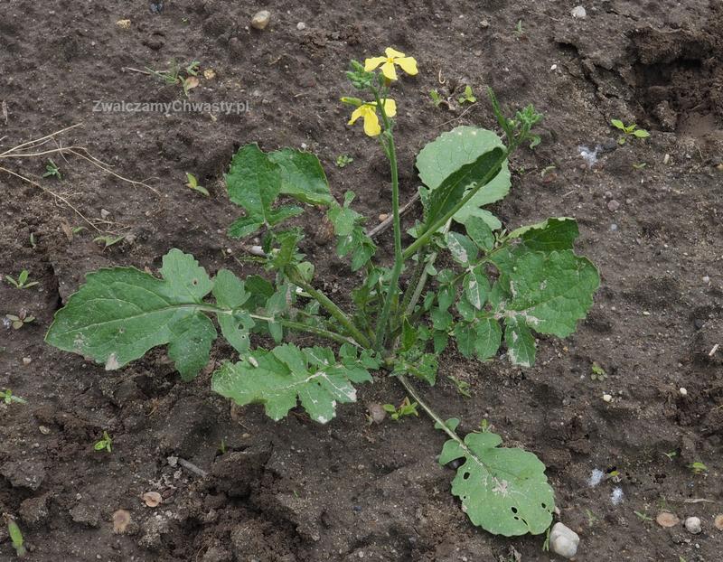 Skuteczne metody na walkę ze świrzepą chwast: jak chronić uprawy przed stratami
