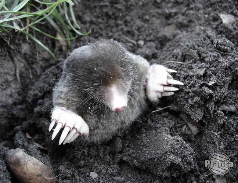 Domowe metody na krety