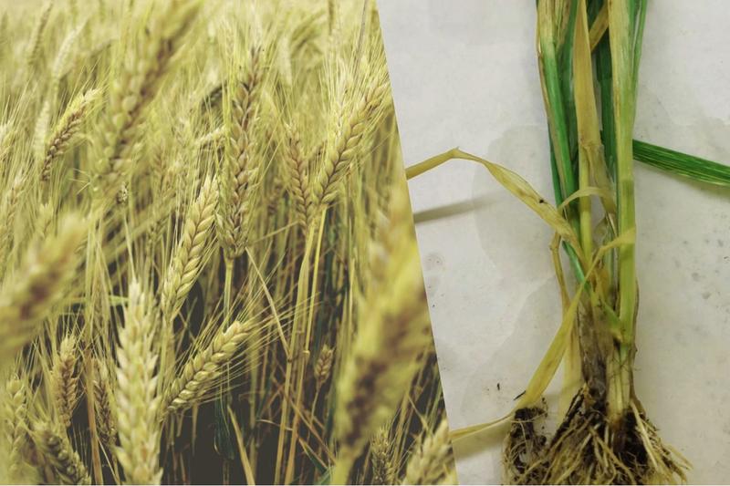 Obliczanie dawek nawozów