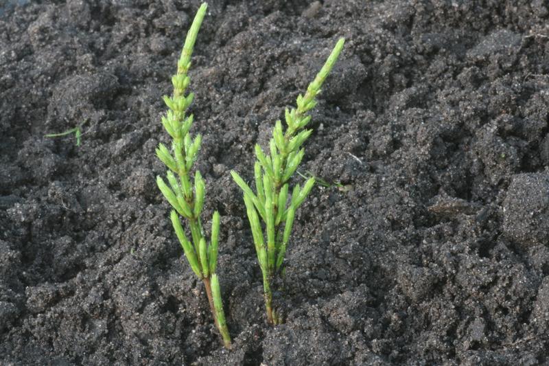 Ochrona upraw rolnych