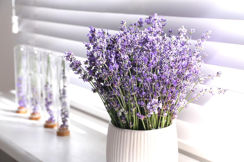 Pielęgnacja lawendy w doniczce