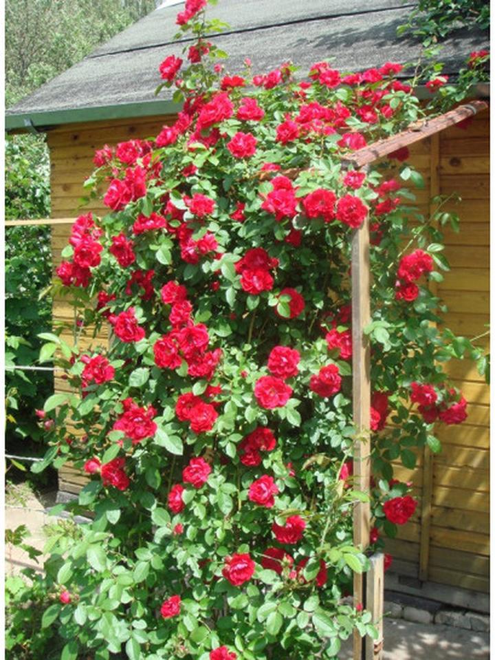 Róże pnące w donicach