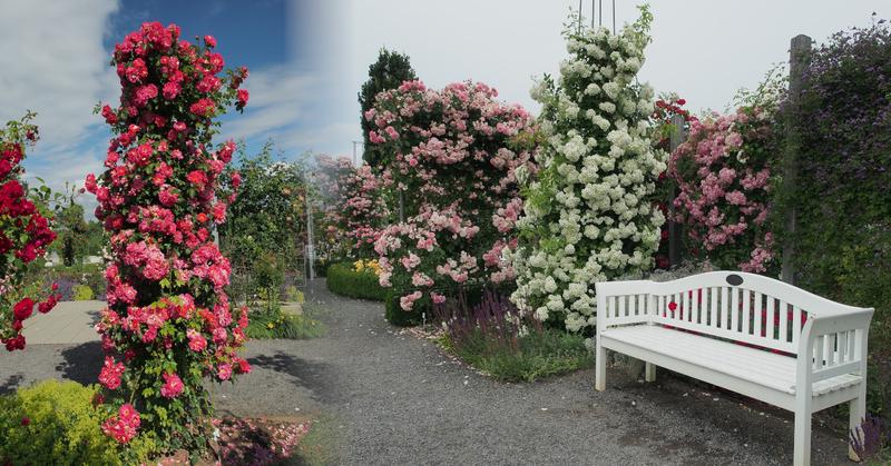 Sadzenie róż pnących