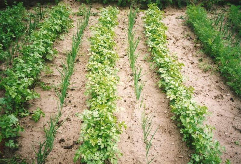 Siew warzyw w ogrodzie