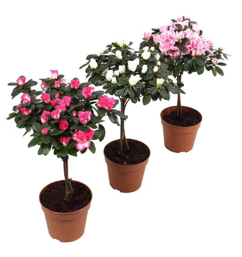 Warunki siedliskowe azalii