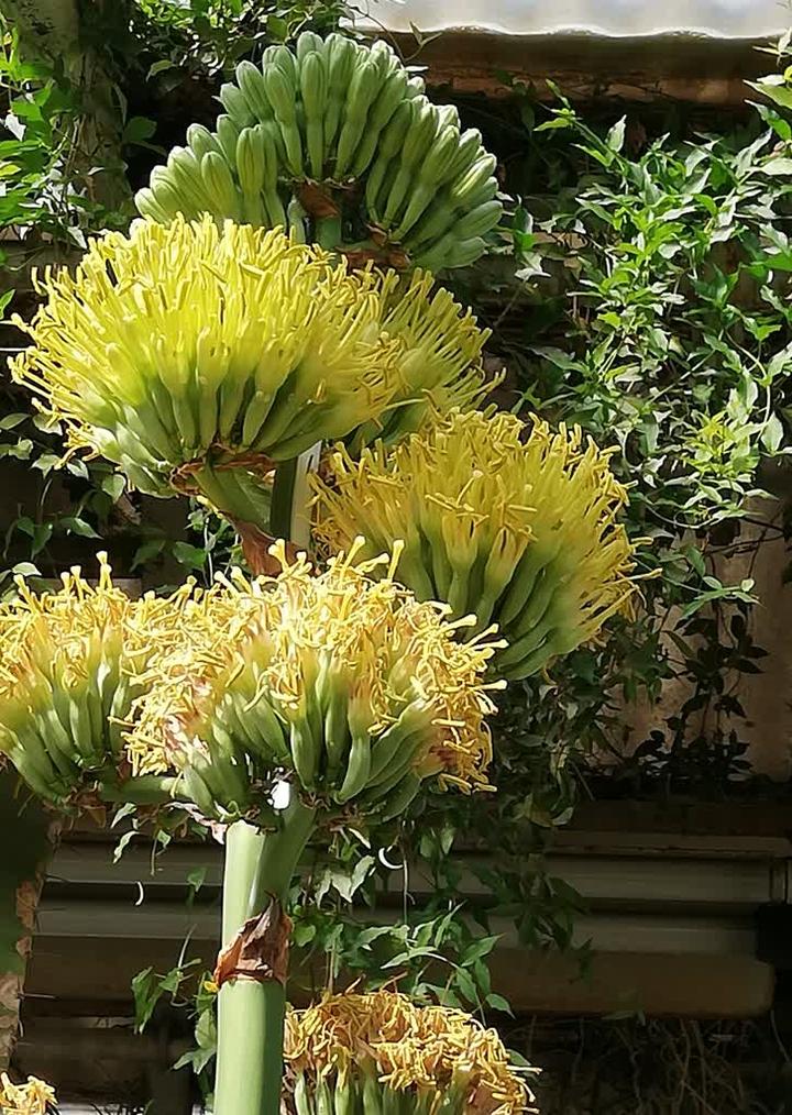 Warunki wzrostu agawy