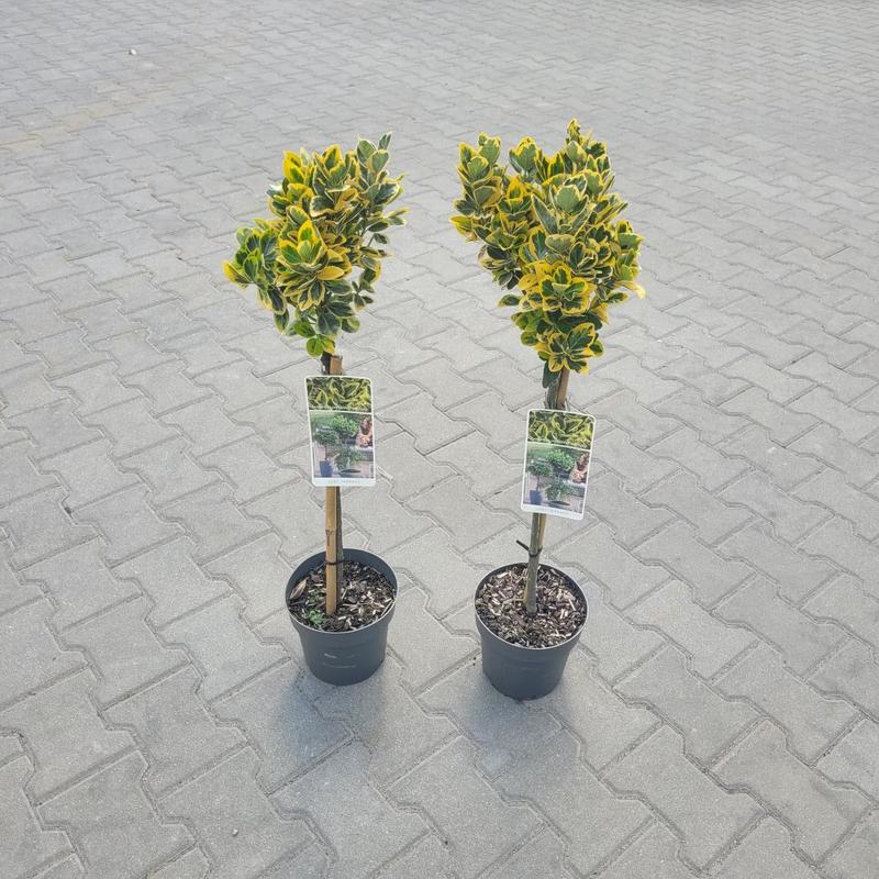 Właściwości trzmieliny