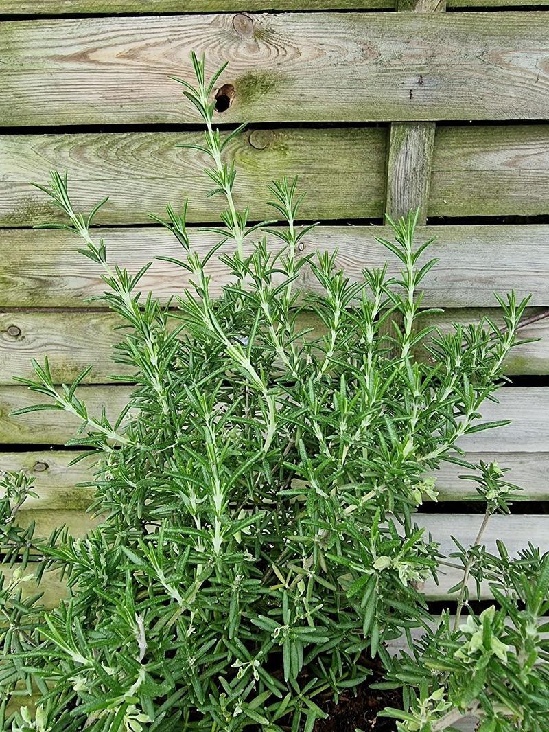 Zdrowie rozmarynu latem