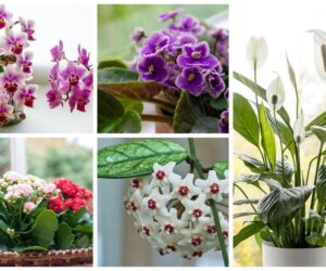 Co posadzić do donicy przed domem, by cieszyć się urodą i prostotą pielęgnacji?