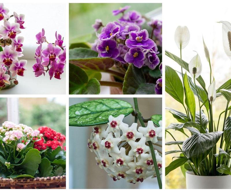 Co posadzić do donicy przed domem, by cieszyć się urodą i prostotą pielęgnacji?