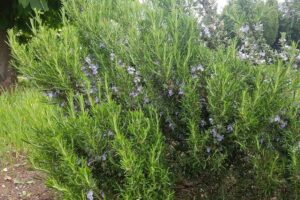 Jak skutecznie przezimować rozmaryn w doniczce i cieszyć się jego zdrowiem latem