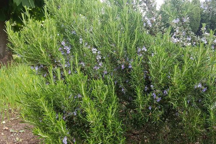 Jak skutecznie przezimować rozmaryn w doniczce i cieszyć się jego zdrowiem latem