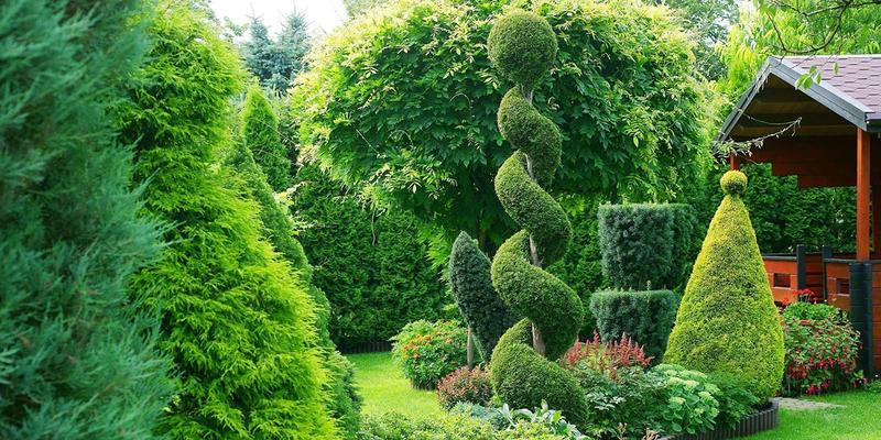 Jak skutecznie przyciąć stare wysokie tuje, aby ocalić je przed usychaniem?