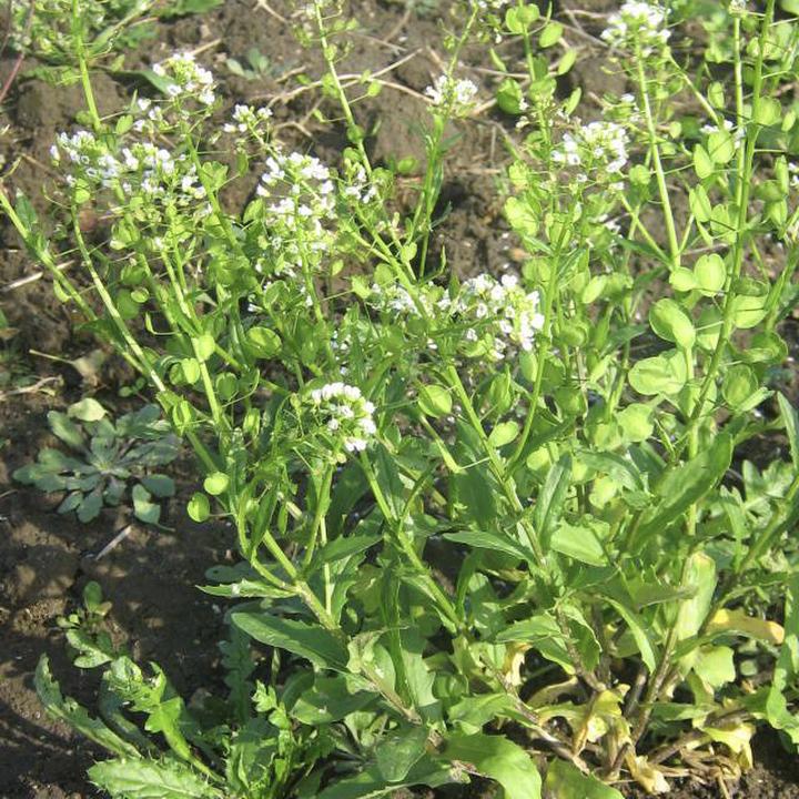 Jak skutecznie zwalczać chwast polny i chronić swoje uprawy przed uciążliwymi roślinami